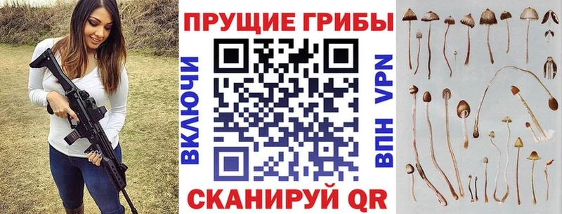 Псилоцибиновые грибы Psilocybine cubensis  что такое   Белореченск 