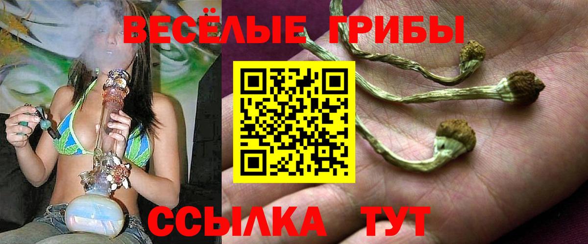 Псилоцибиновые грибы Psilocybe  Псилоцибиновые грибы Psilocybine cubensis  как найти закладки  Белореченск 